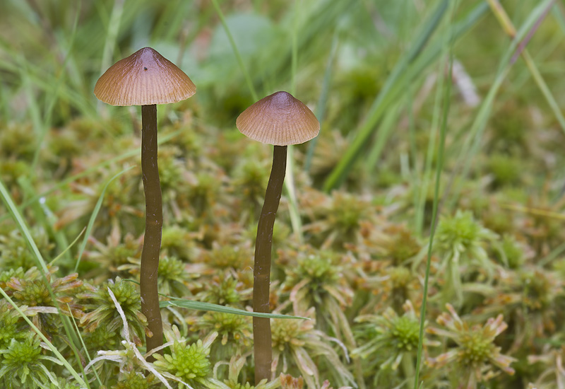 Galerina mairei